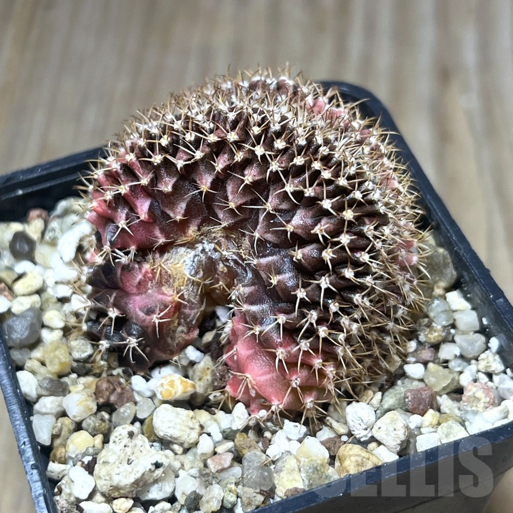 SHPR21510 Gymnocalycium mihanovichii variegata f. cristata