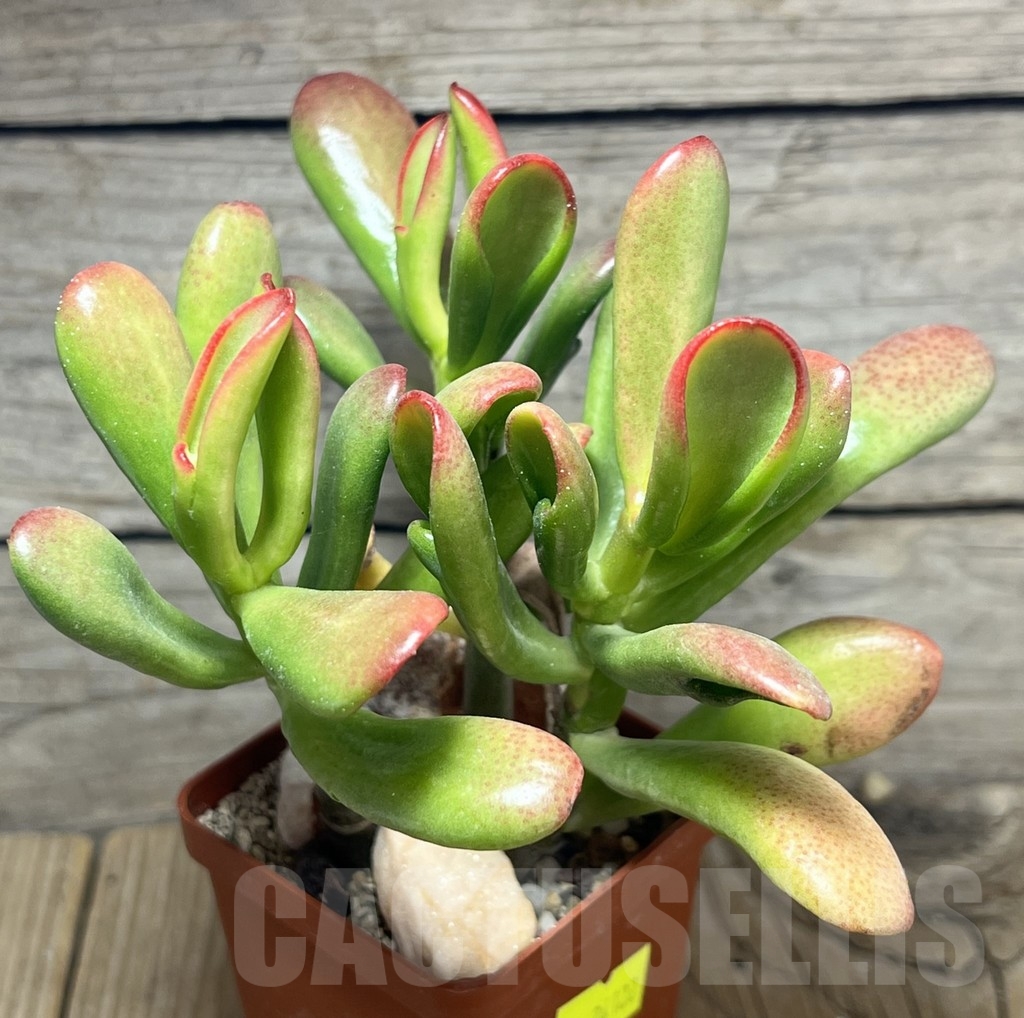 SHPR24122 Crassula ovata 'Hobbit Sunset'