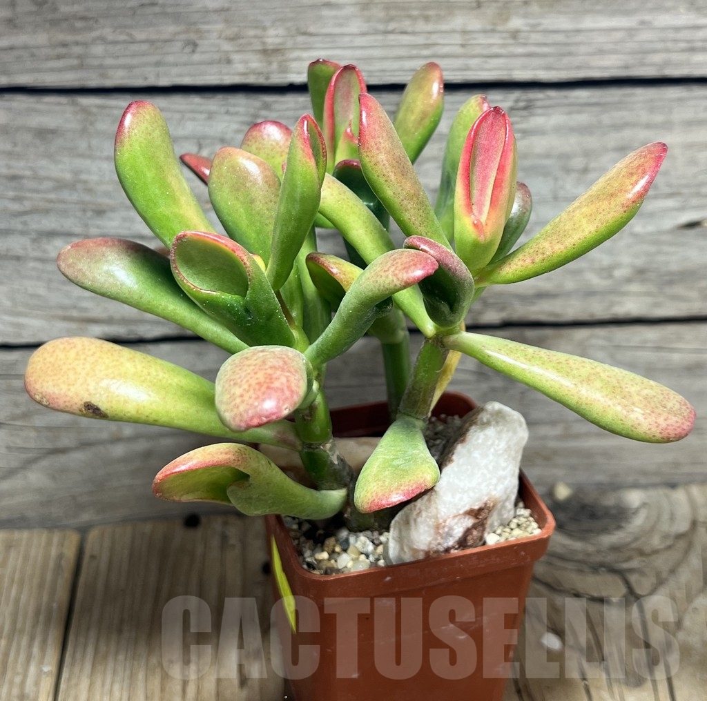 SHPR24122 Crassula ovata 'Hobbit Sunset' - Image 2