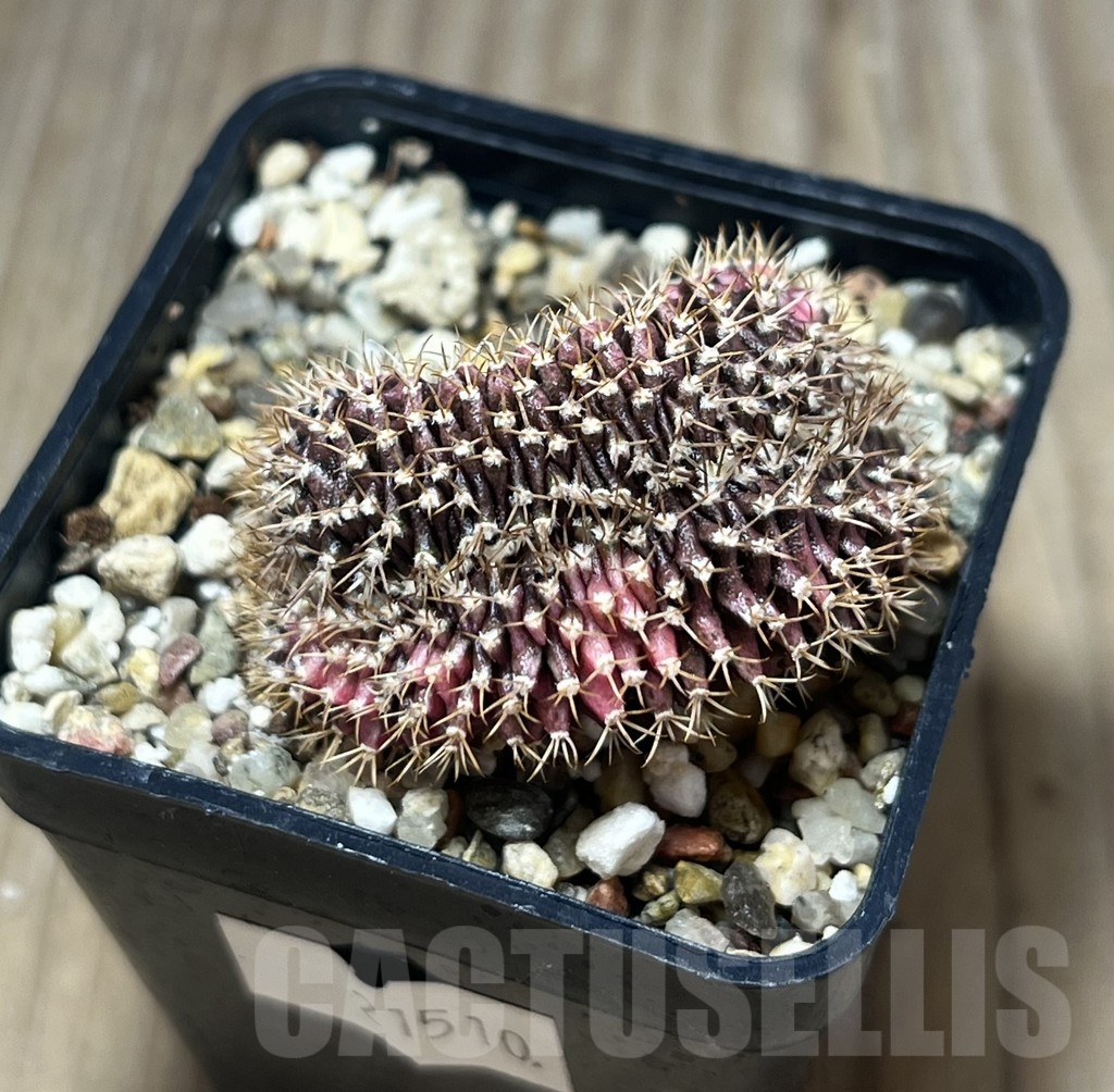 SHPR21510 Gymnocalycium mihanovichii variegata f. cristata - Image 2