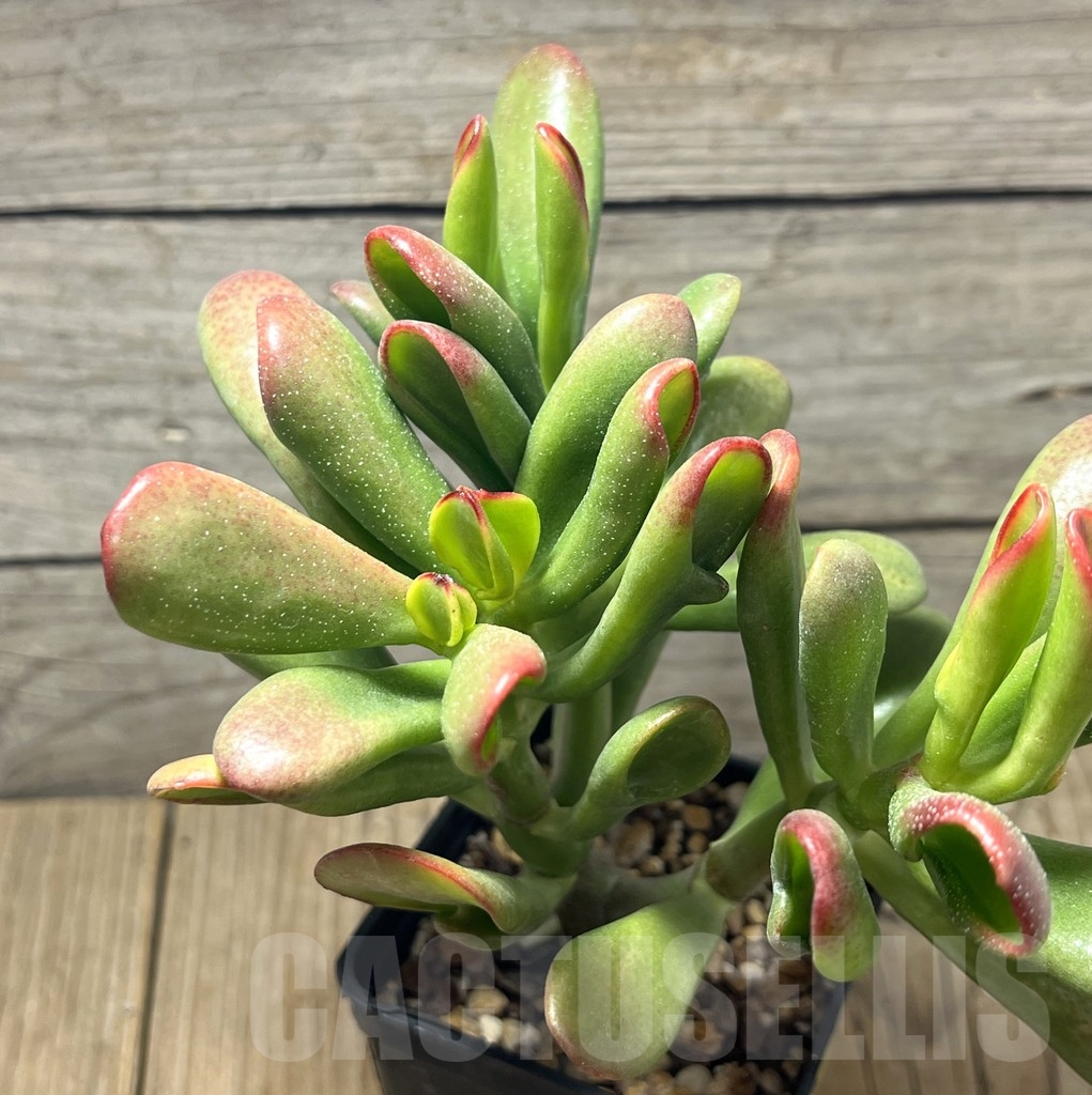 SL24123 Crassula ovata 'Hobbit Sunset'