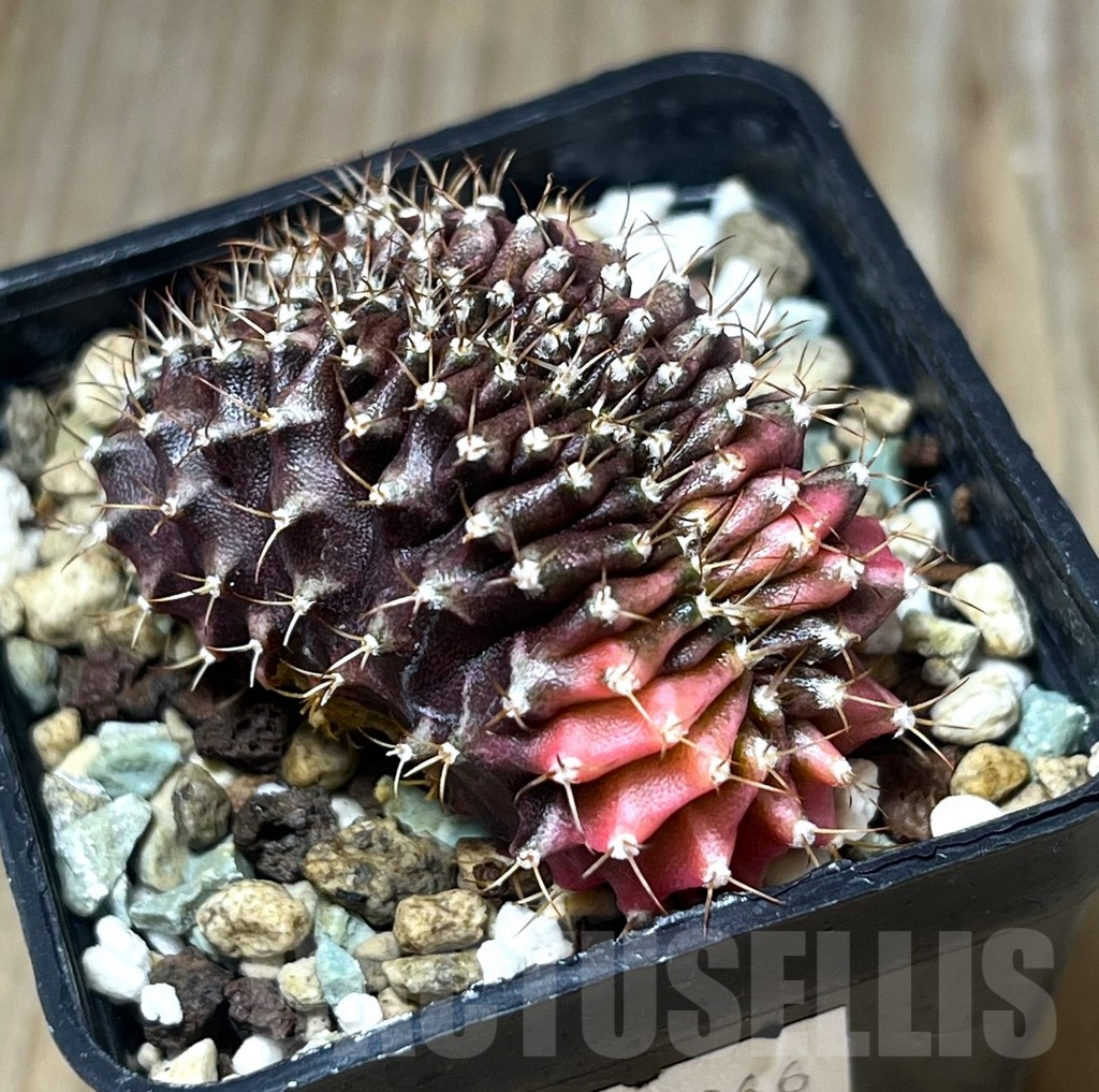 SHPR21866 Gymnocalycium mihanovichii variegata f. cristata