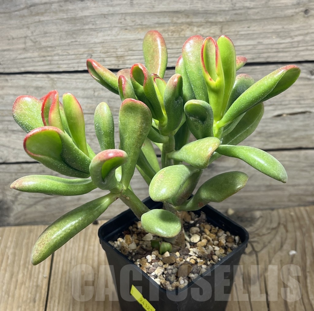 SL24123 Crassula ovata 'Hobbit Sunset' – Image 2