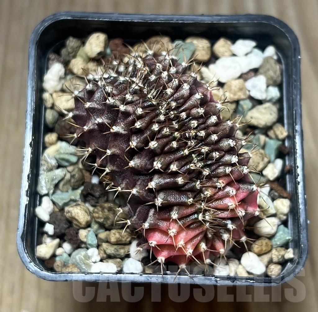 SHPR21866 Gymnocalycium mihanovichii variegata f. cristata – Image 2