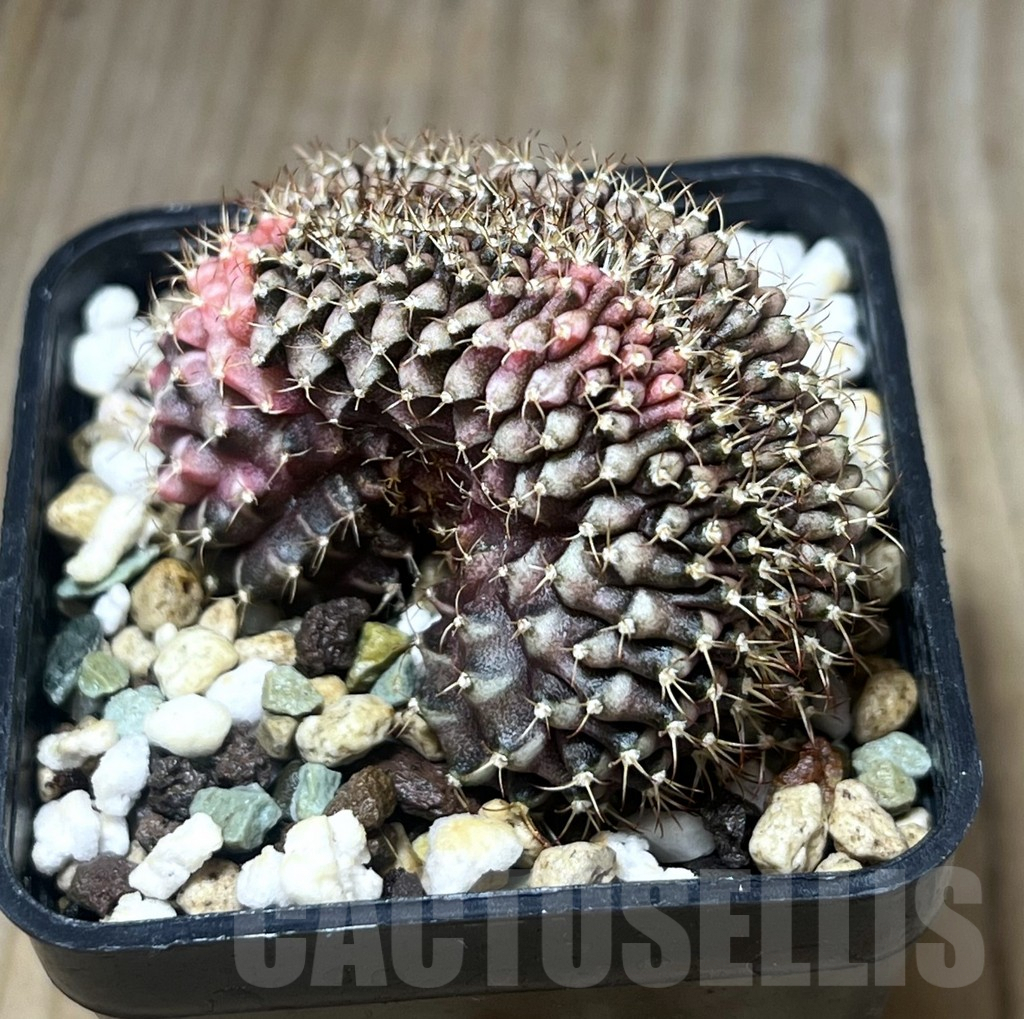 SHPR22307 Gymnocalycium mihanovichii f. variegata cristata - Image 2