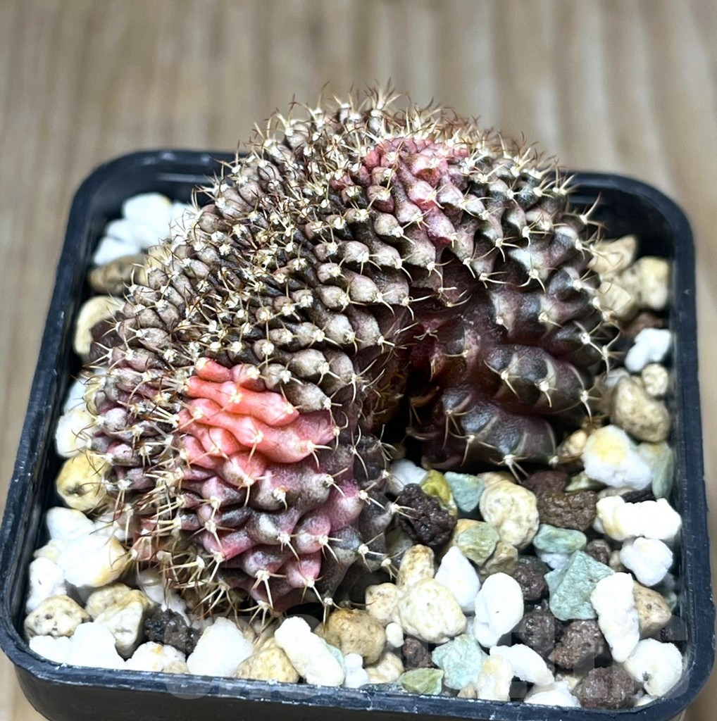 SHPR22307 Gymnocalycium mihanovichii f. variegata cristata