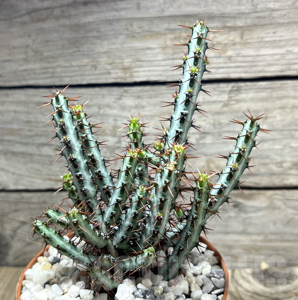 SL24125 Euphorbia aeruginosa - Зображення 2