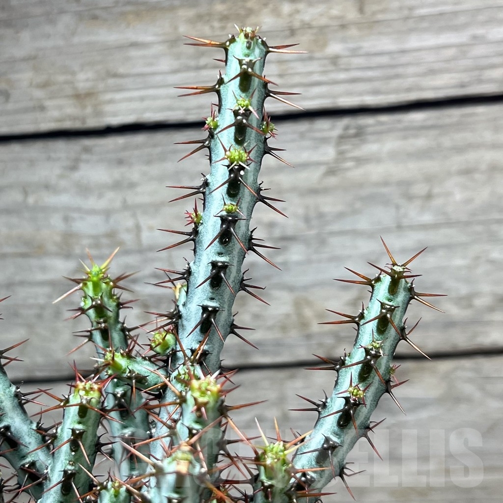 SL24125 Euphorbia aeruginosa