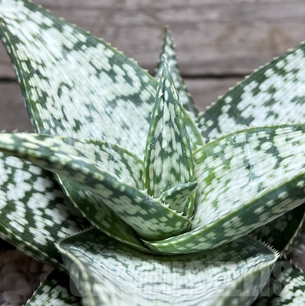 SL24126 Aloe aculeata 'Wilderness'