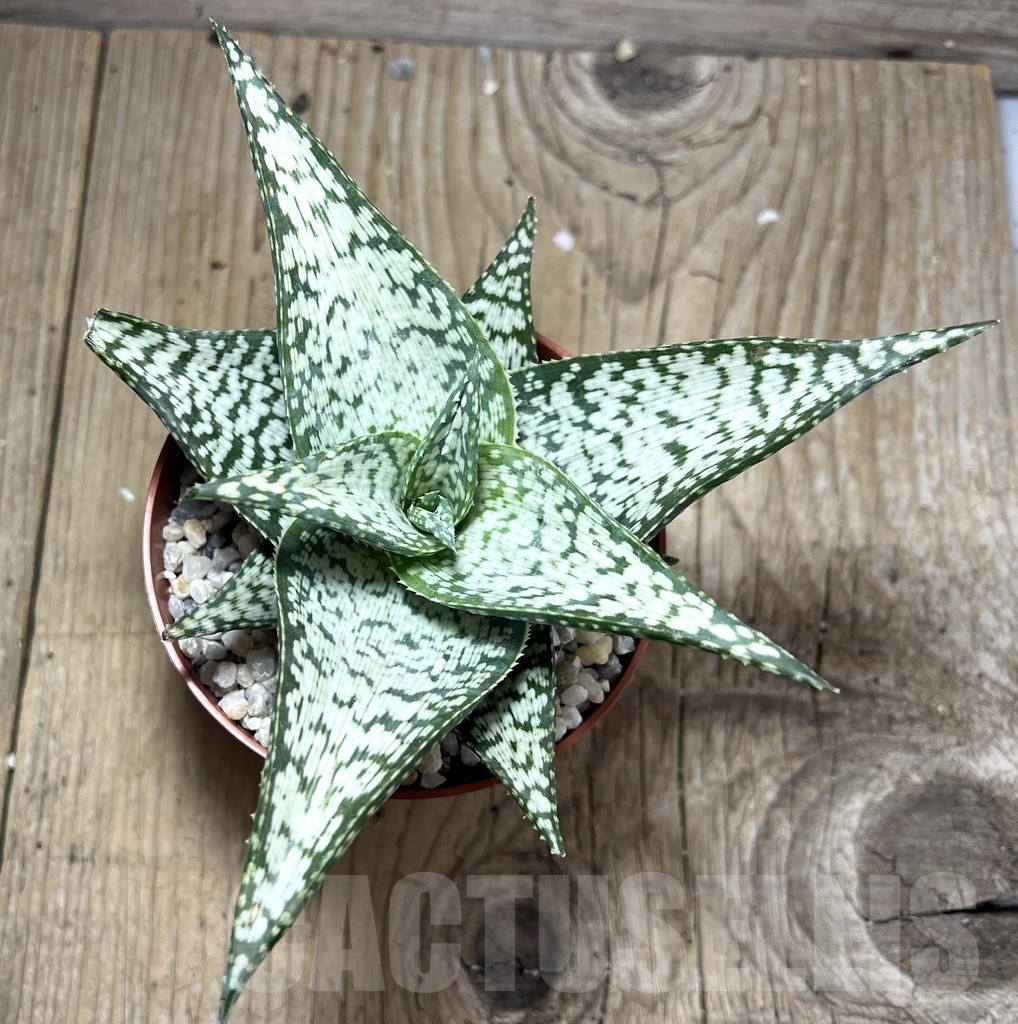 SL24126 Aloe aculeata 'Wilderness' - Imagen 2