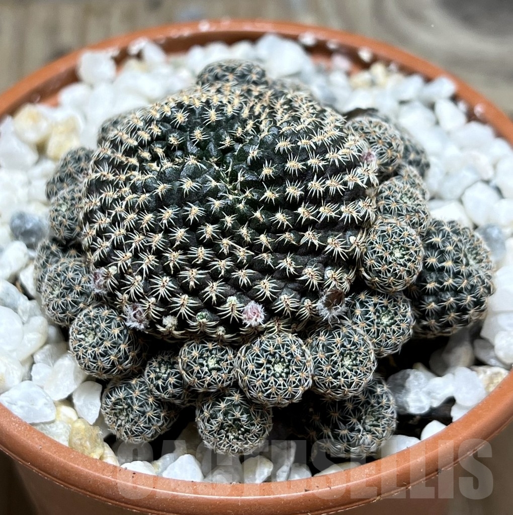 SHPR24128 Aylostera heliosa v. condorensis