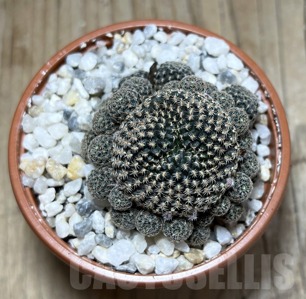 SHPR24128 Aylostera heliosa v. condorensis - Image 2