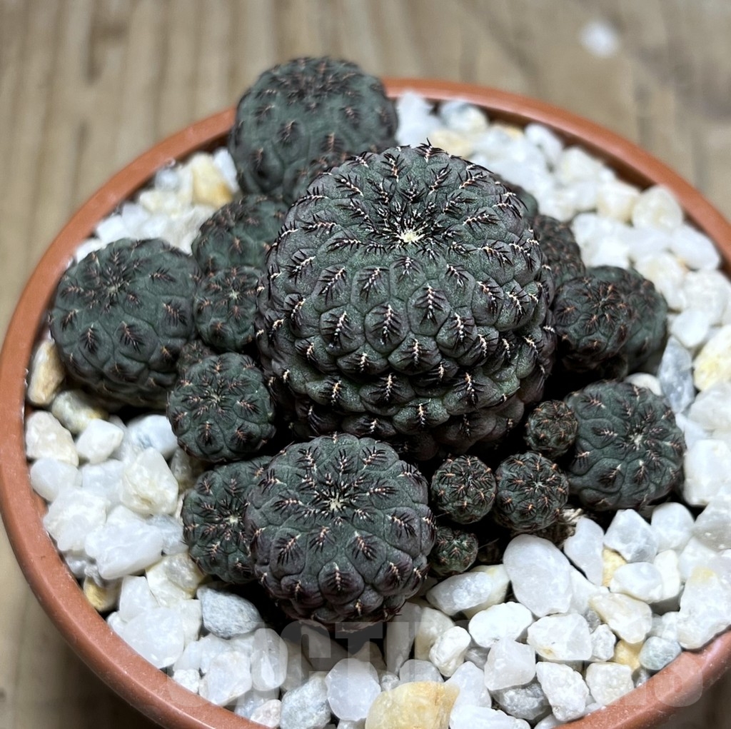 SHPR24131 Sulcorebutia rauschii 'Grey'