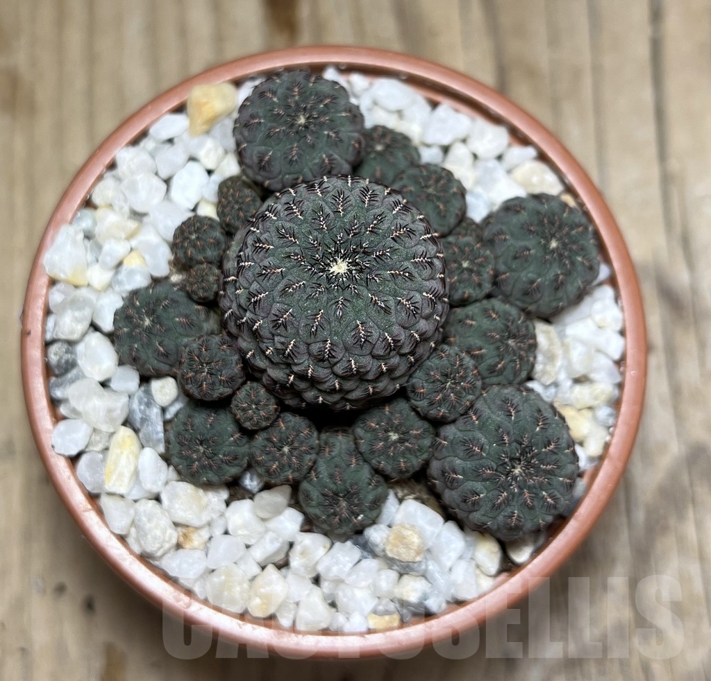 SHPR24131 Sulcorebutia rauschii 'Grey' - Image 2