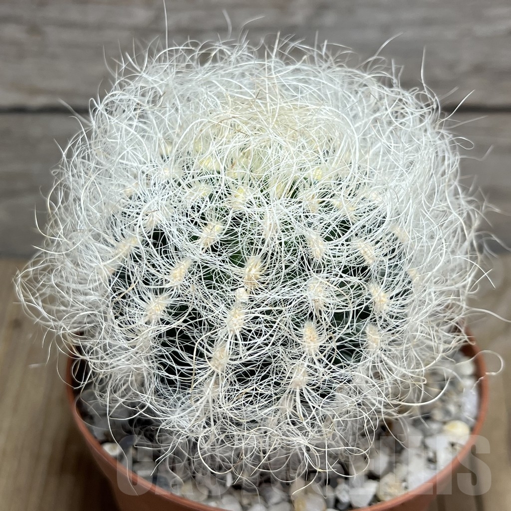 SHPR24240 Neoporteria senilis