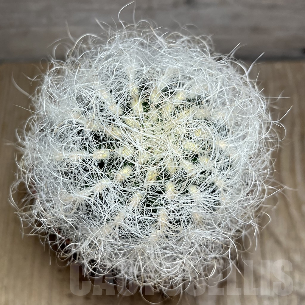 SHPR24240 Neoporteria senilis - Зображення 2