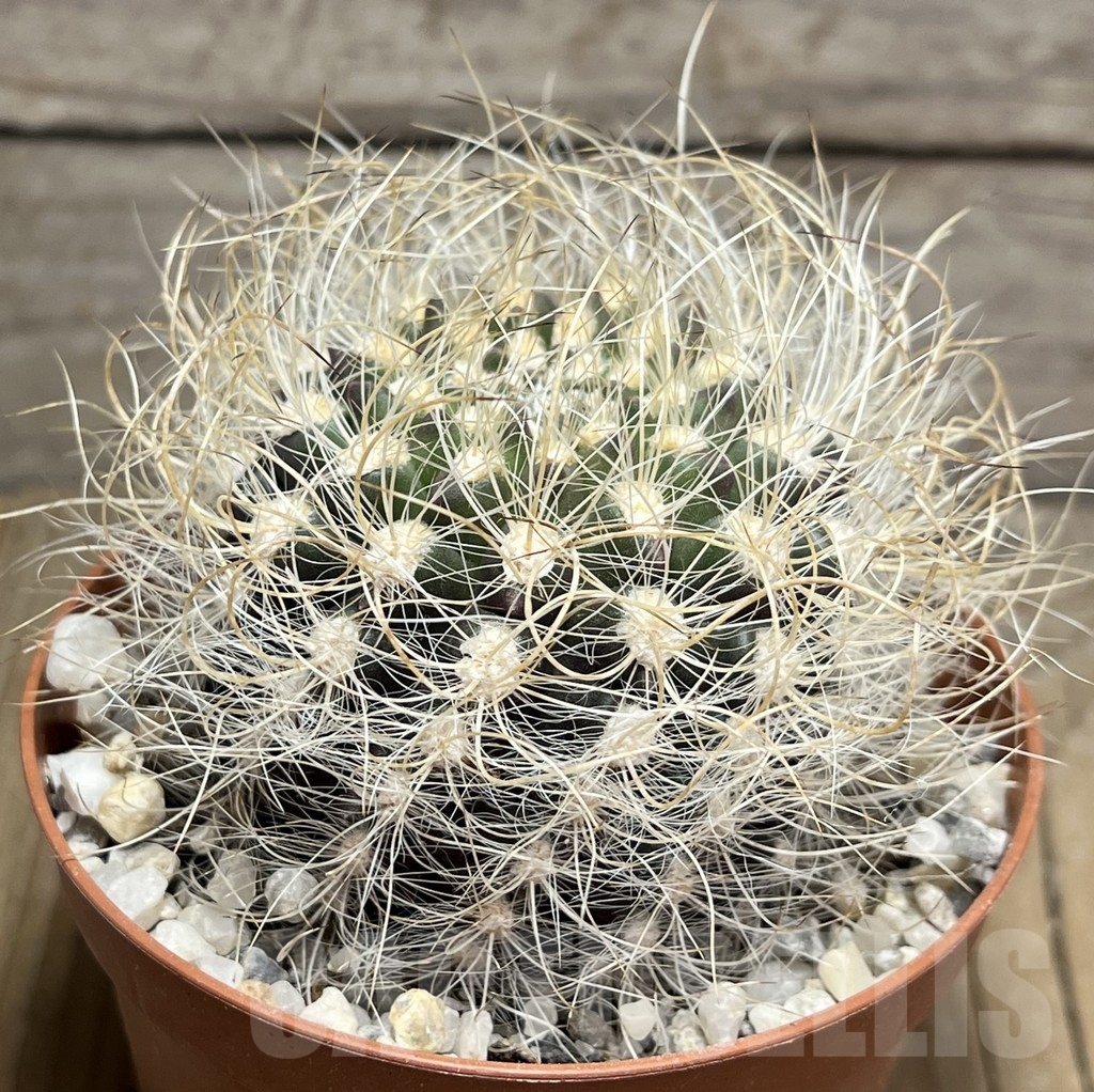 SHPR24241 Neoporteria senilis