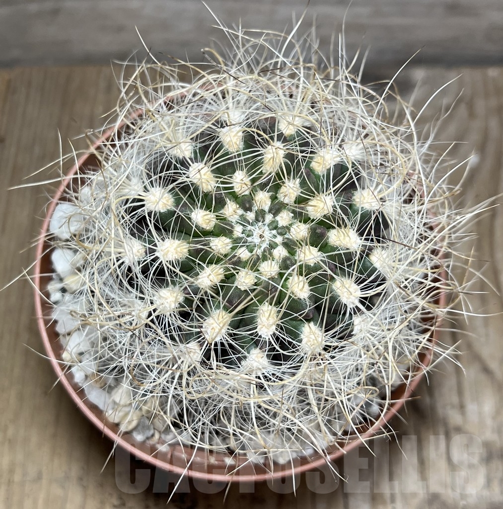 SHPR24241 Neoporteria senilis - Image 2