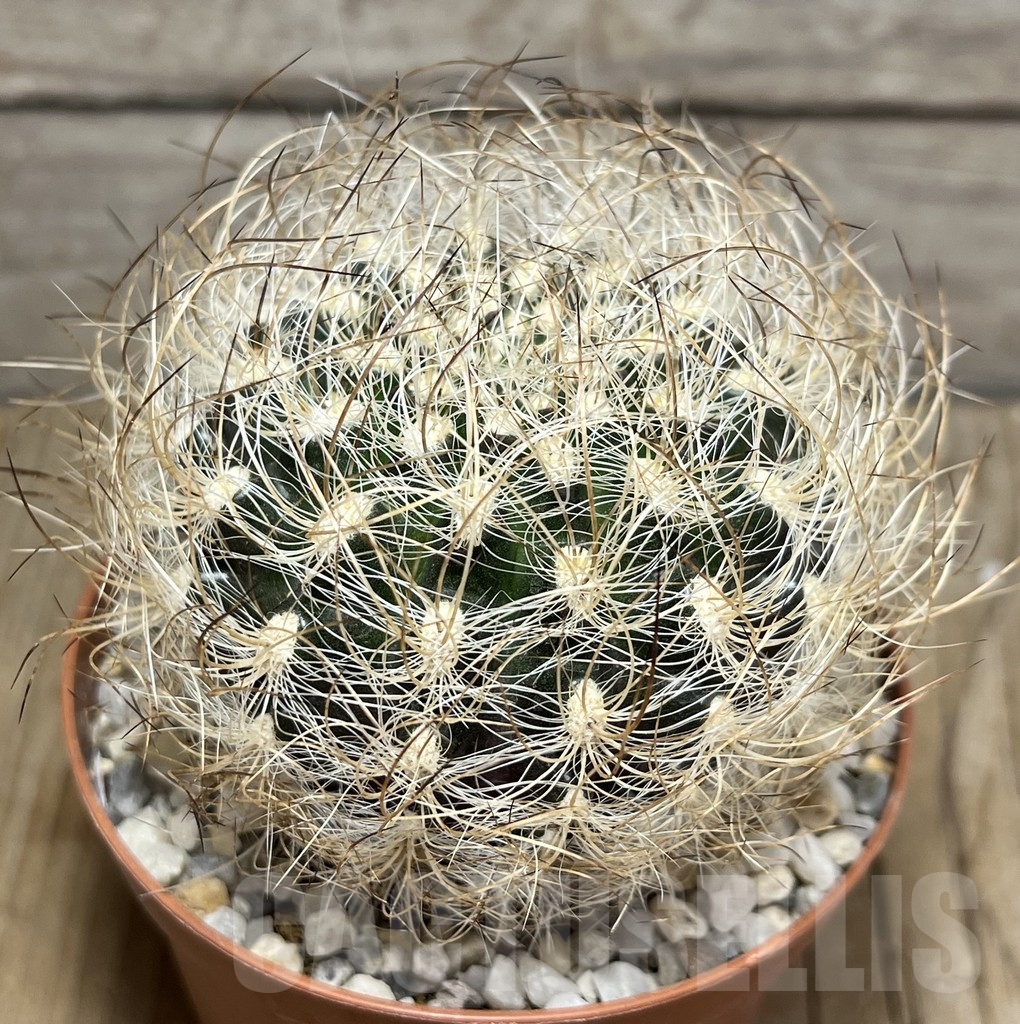 SHPR24242 Neoporteria senilis