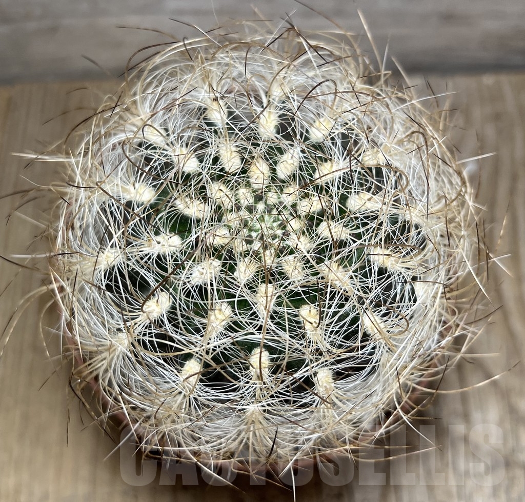 SHPR24242 Neoporteria senilis - Image 2