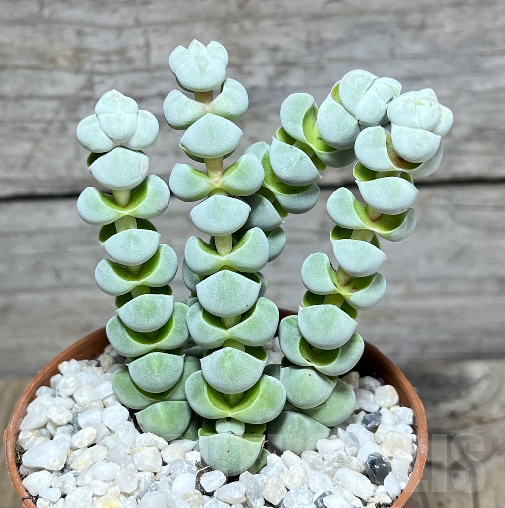 SL24243 Crassula plegmatoides - Obrázek 2