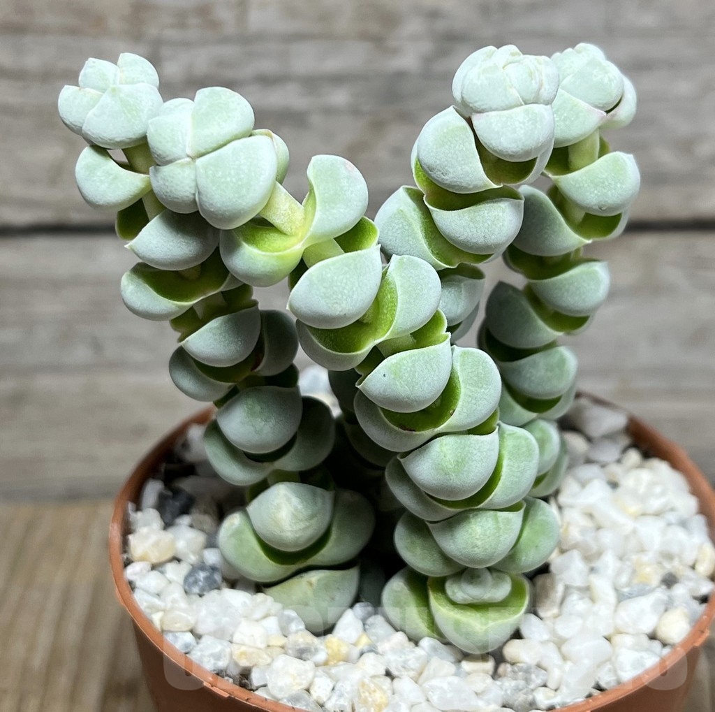 SL24243 Crassula plegmatoides