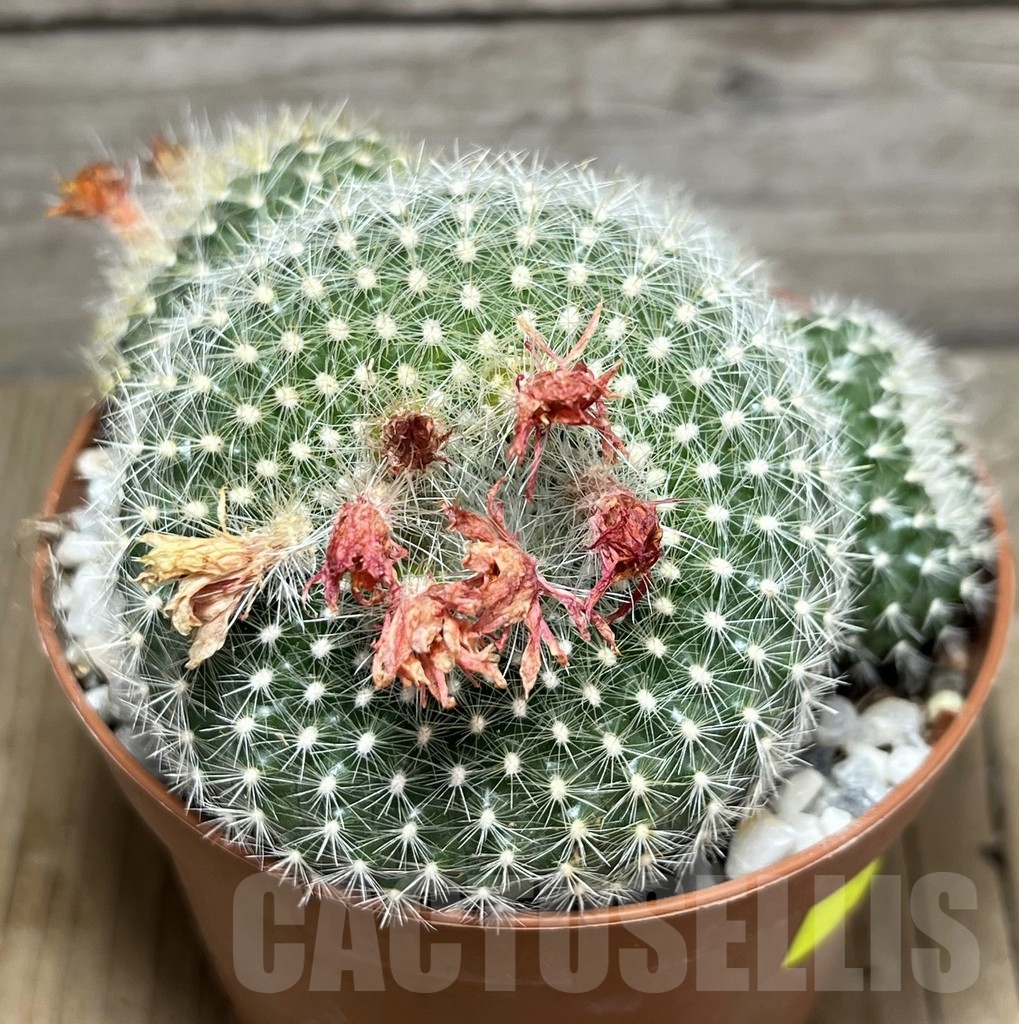 SHPR24244 Notocactus haselbergii