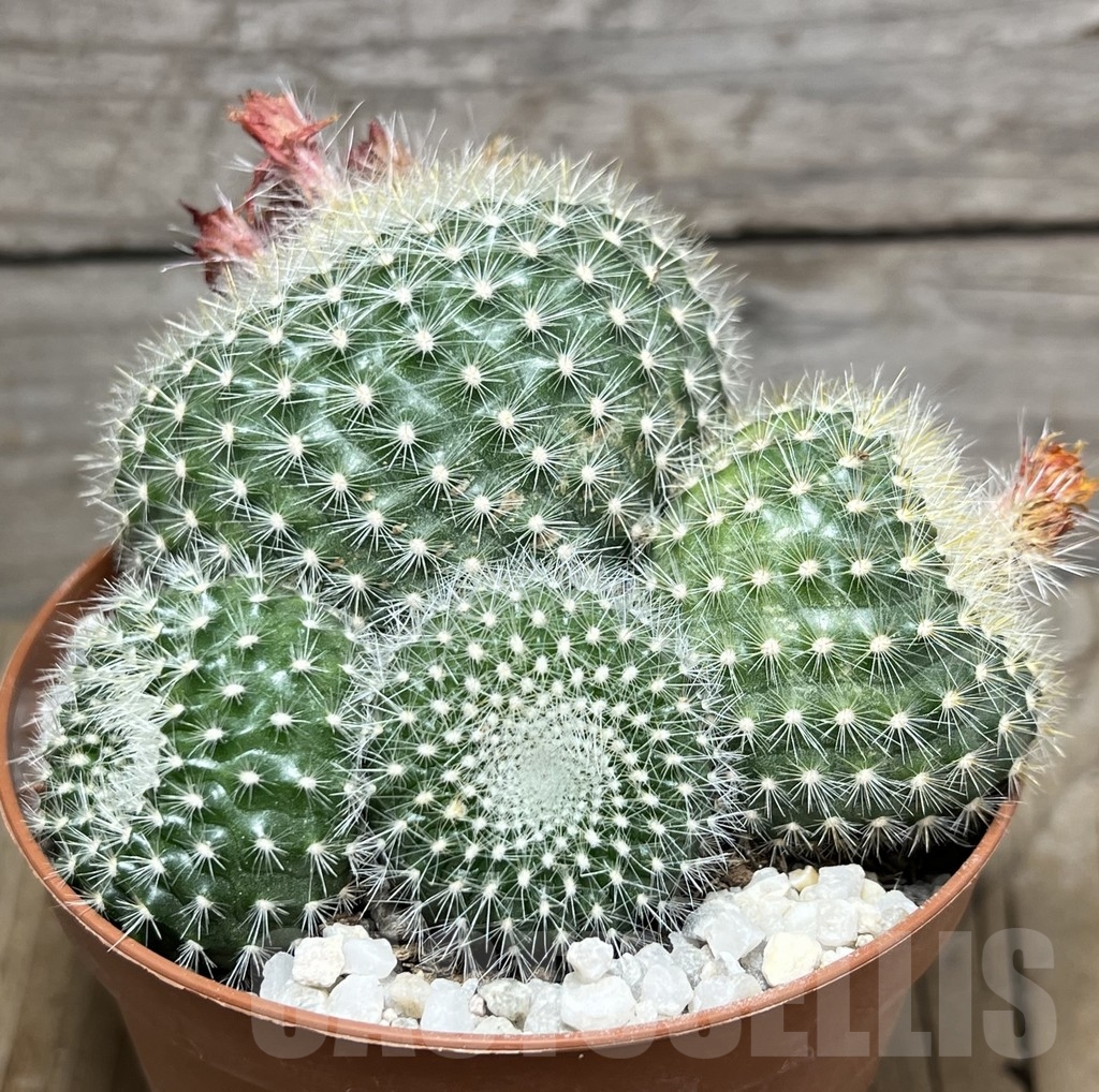 SHPR24244 Notocactus haselbergii - Image 2