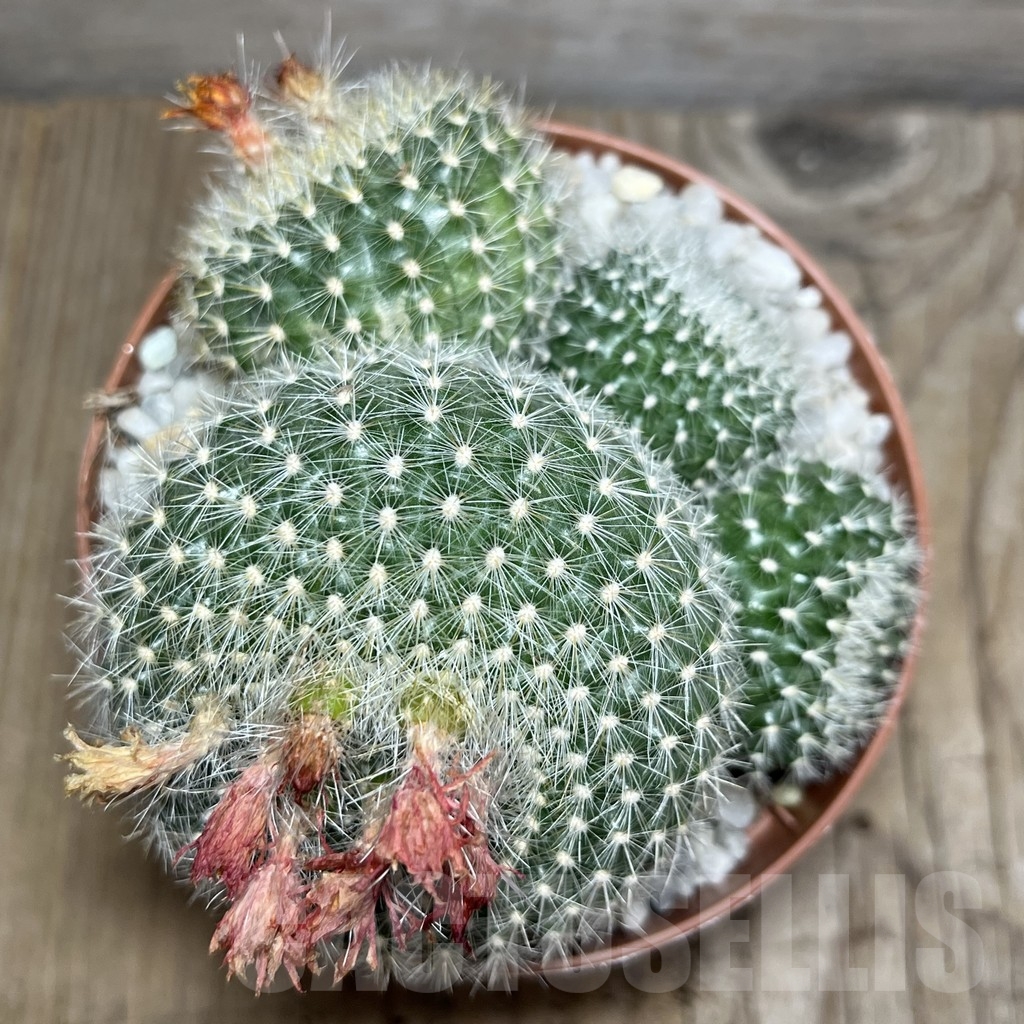 SHPR24244 Notocactus haselbergii - Image 3