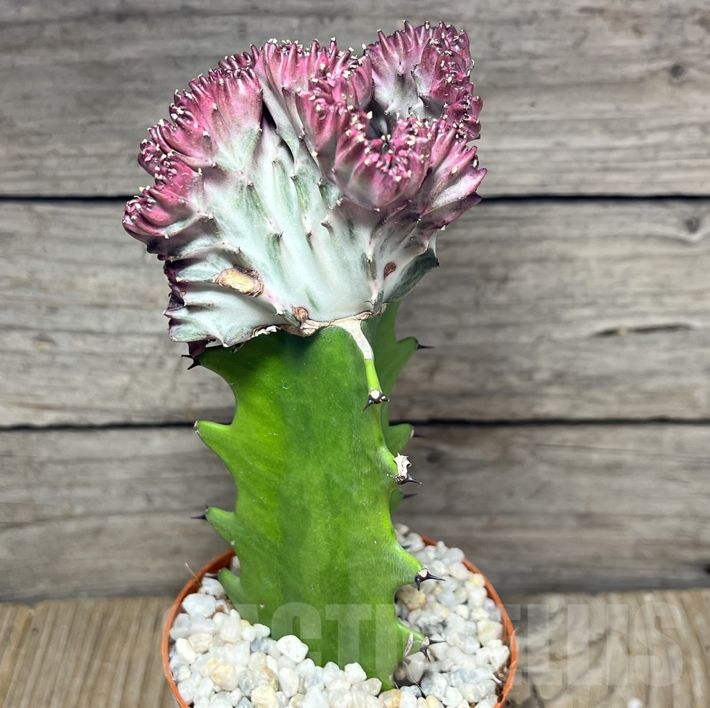 SHPR24246 Euphorbia lactea f. cristata, grafted - Зображення 3