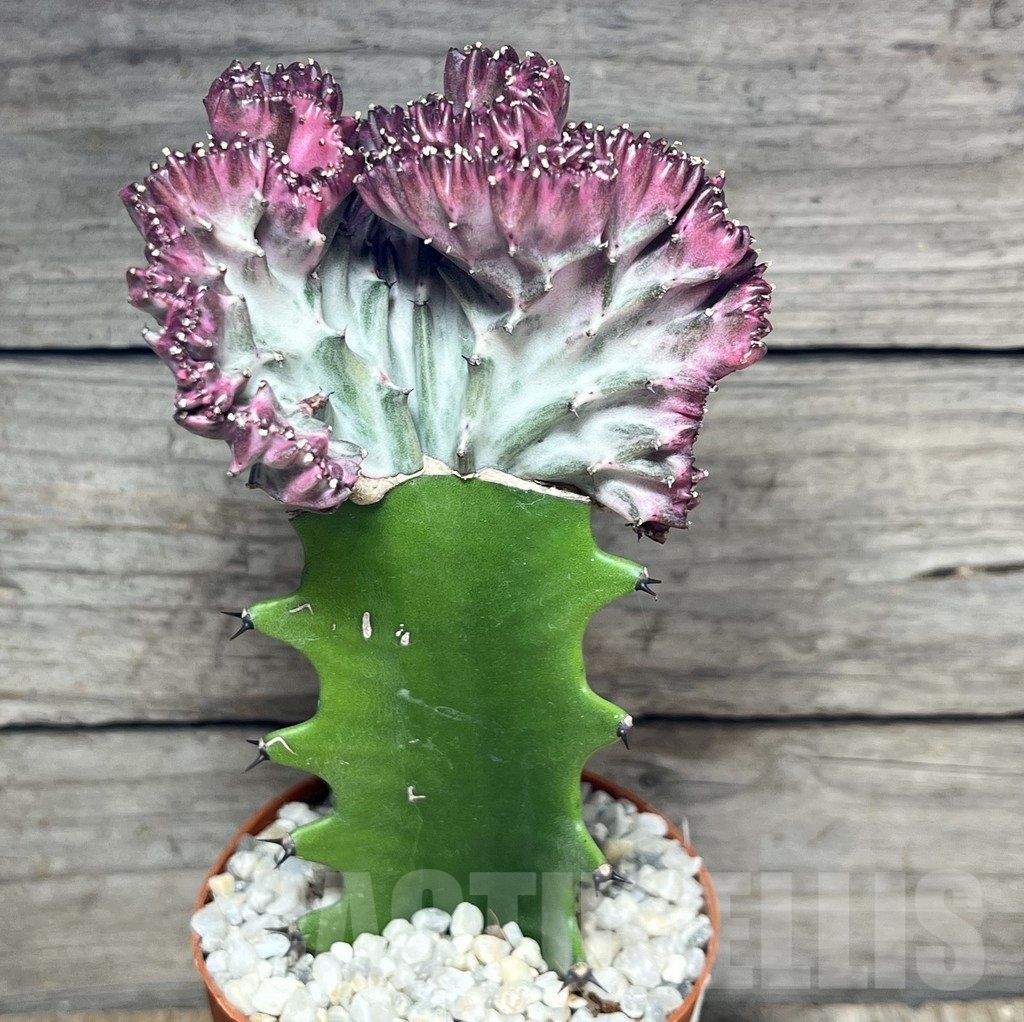 SHPR24246 Euphorbia lactea f. cristata, grafted - Зображення 2