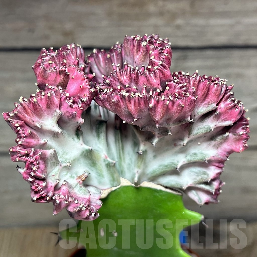 SHPR24246 Euphorbia lactea f. cristata, grafted