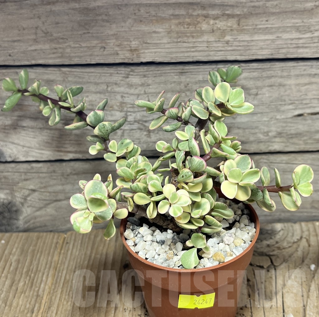 SHPR24247 Porticularia afra f. variegata - Image 2