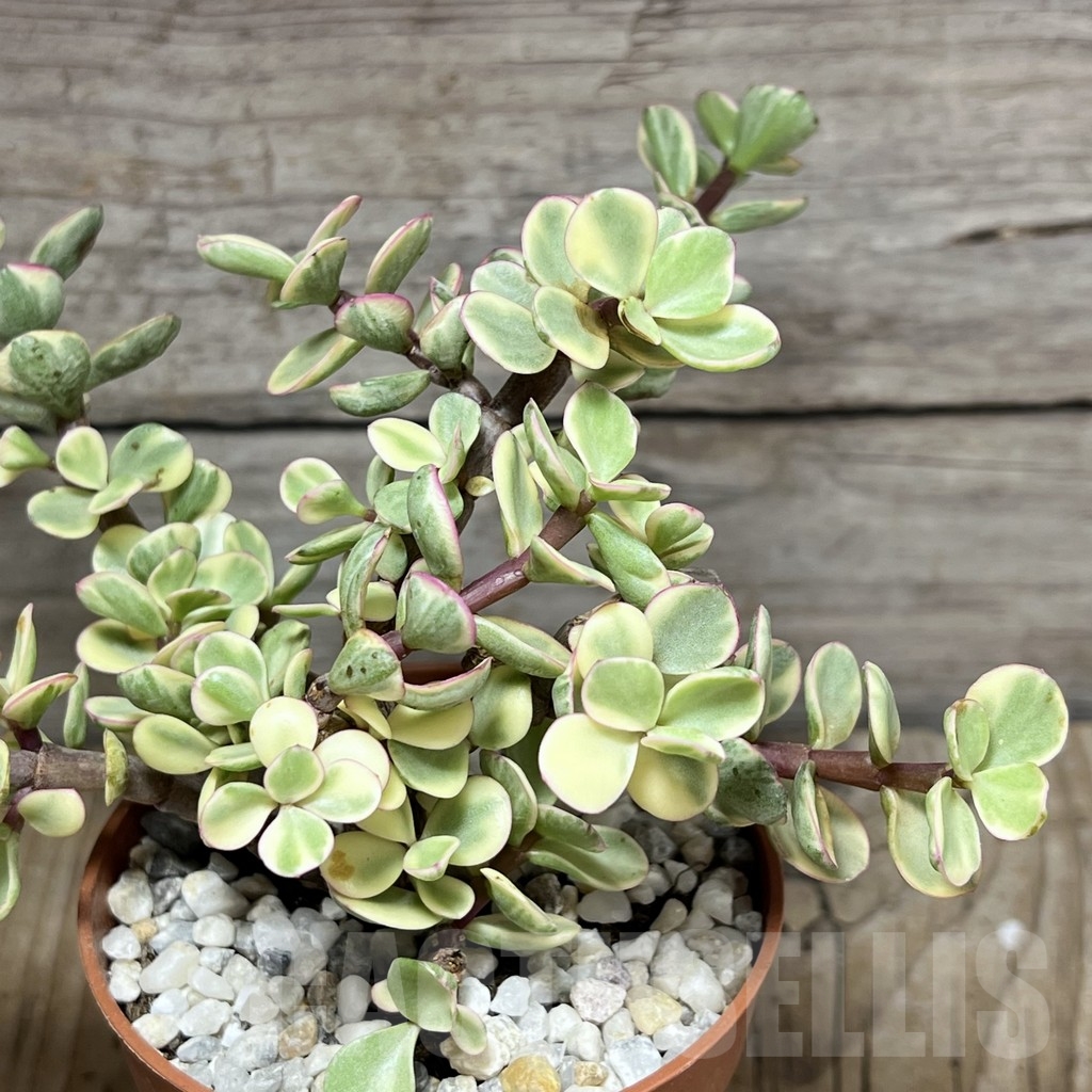 SHPR24247 Porticularia afra f. variegata