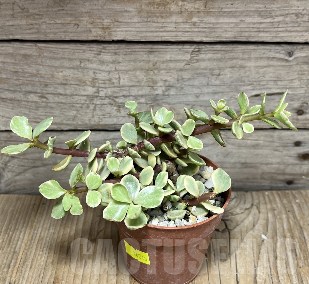 SHPR24248 Porticularia afra f. variegata - Image 2