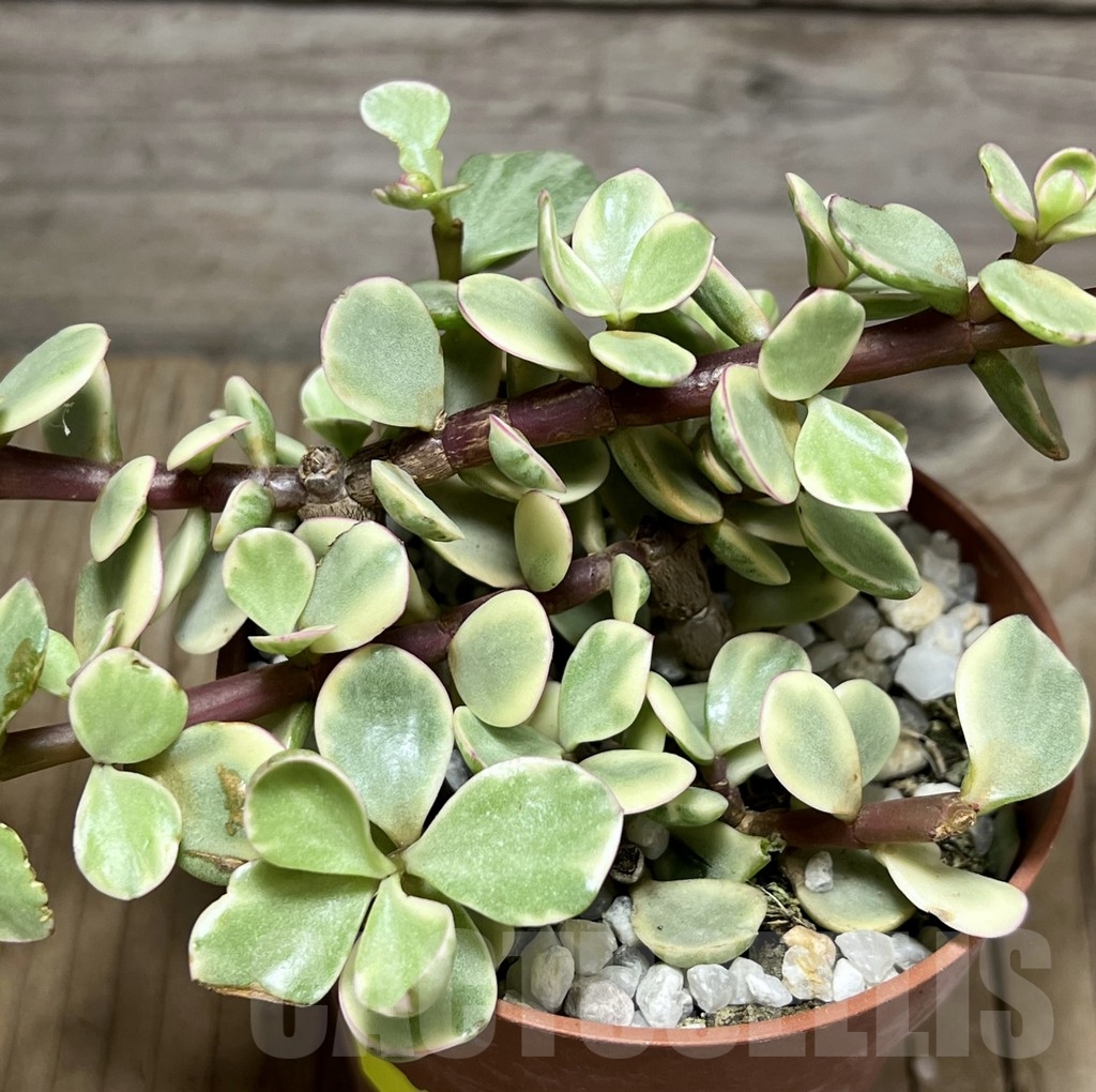 SHPR24248 Porticularia afra f. variegata