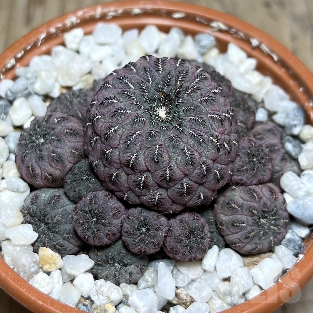 SHPR24249 Sulcorebutia rauschii ‘Red’