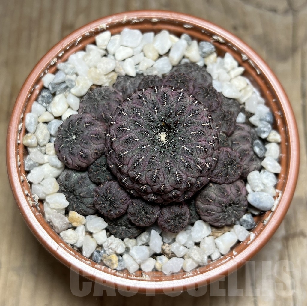 SHPR24249 Sulcorebutia rauschii ‘Red’ - immagine 2