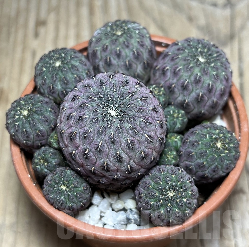 SHPR24250 Sulcorebutia rauschii ‘Red’