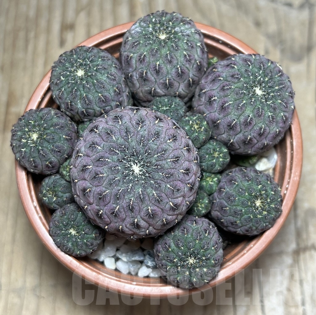 SHPR24250 Sulcorebutia rauschii ‘Red’ - Obrázek 2