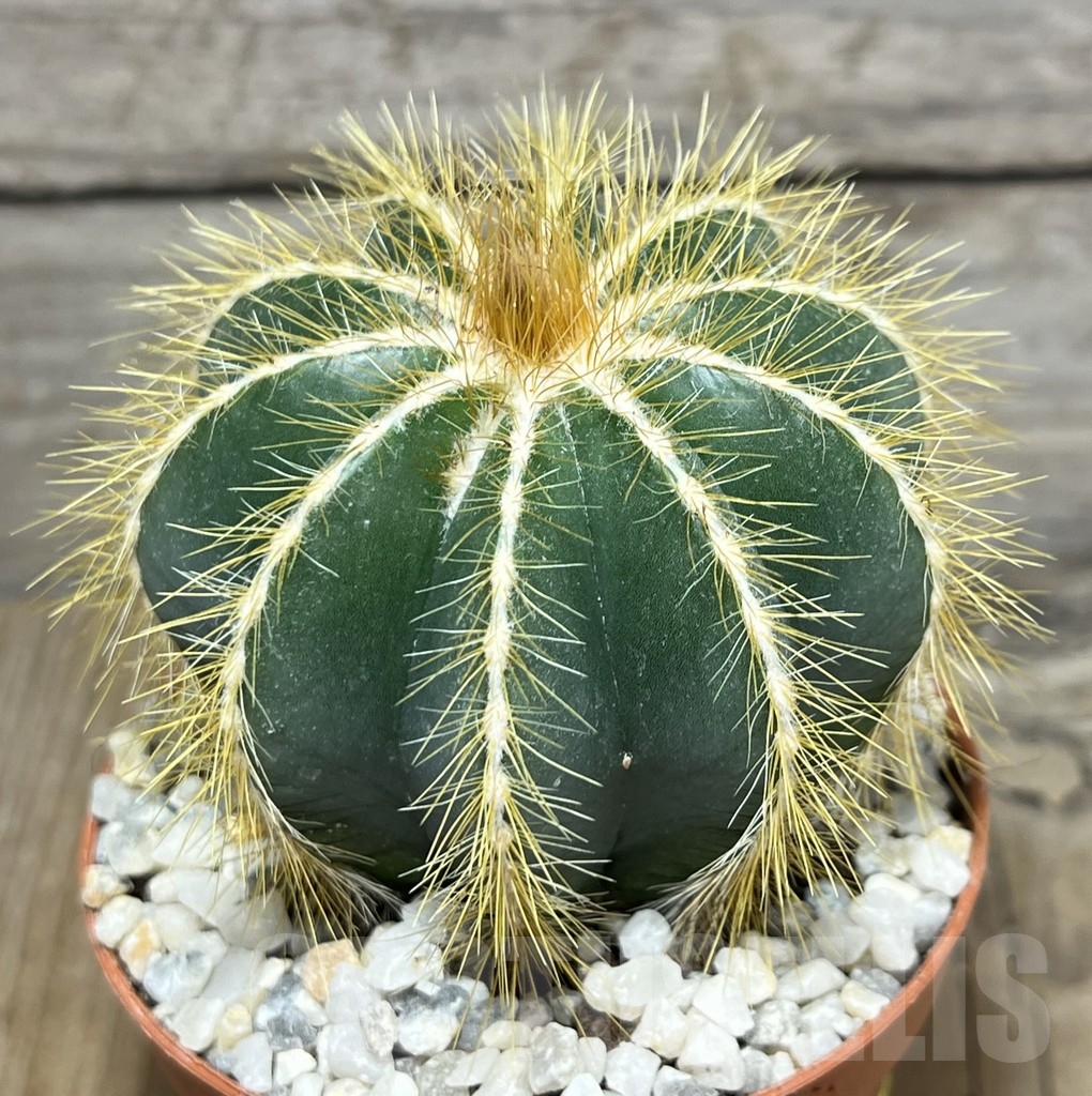 SL24252 Notocactus magnificus