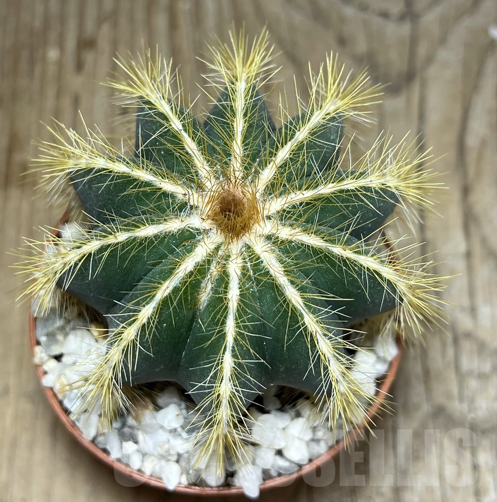 SL24252 Notocactus magnificus – Bild 2