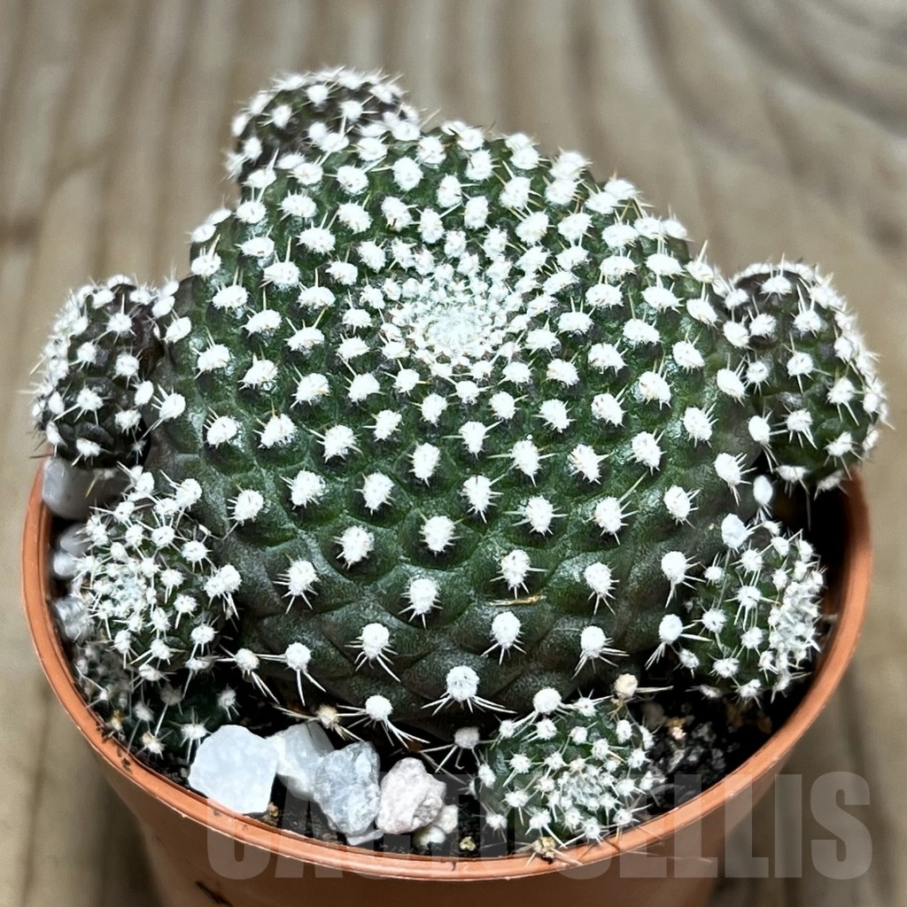 SHPR24253 Rebutia krainziana