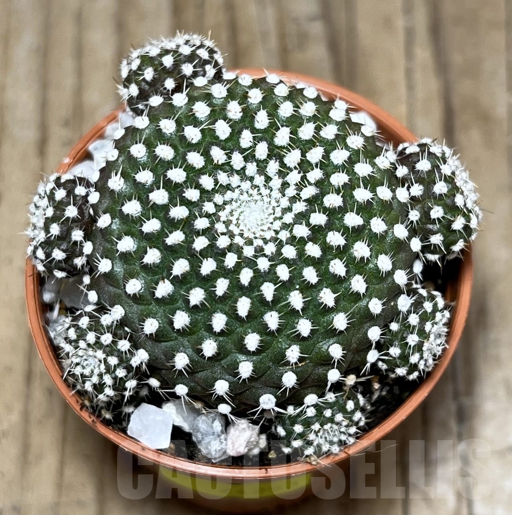 SHPR24253 Rebutia krainziana - Image 2