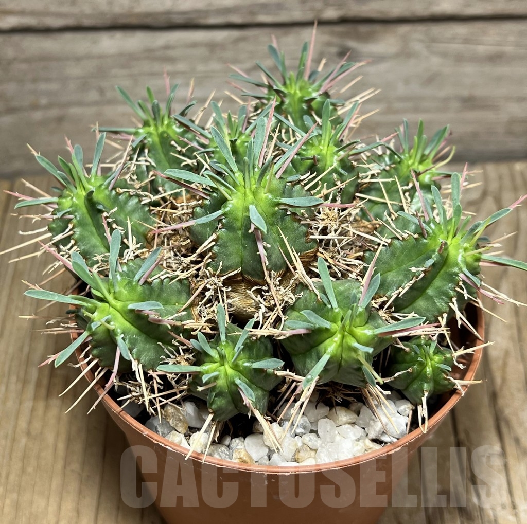 SHPR24254 Euphorbia pulvinata