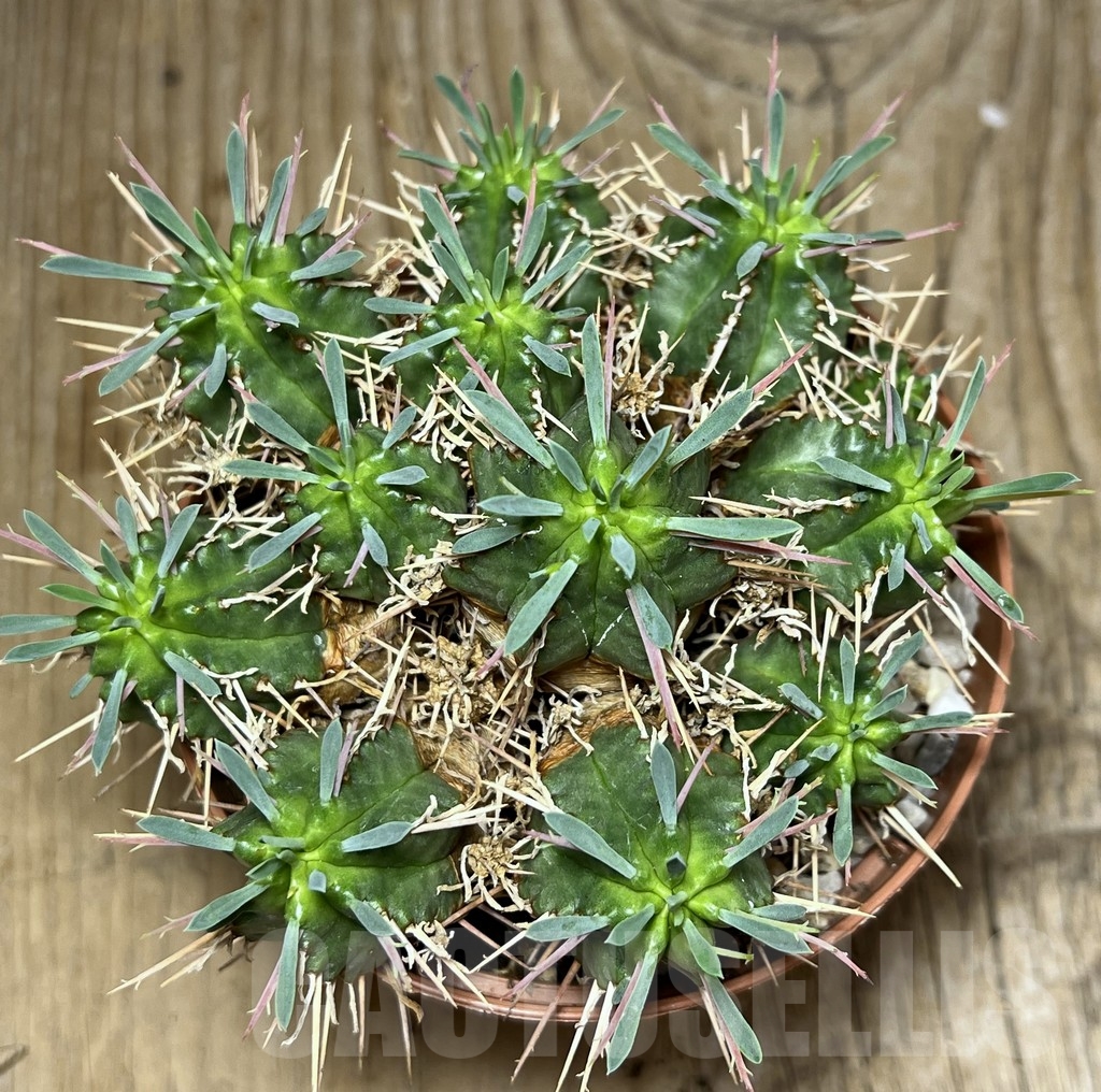 SHPR24254 Euphorbia pulvinata - Image 2