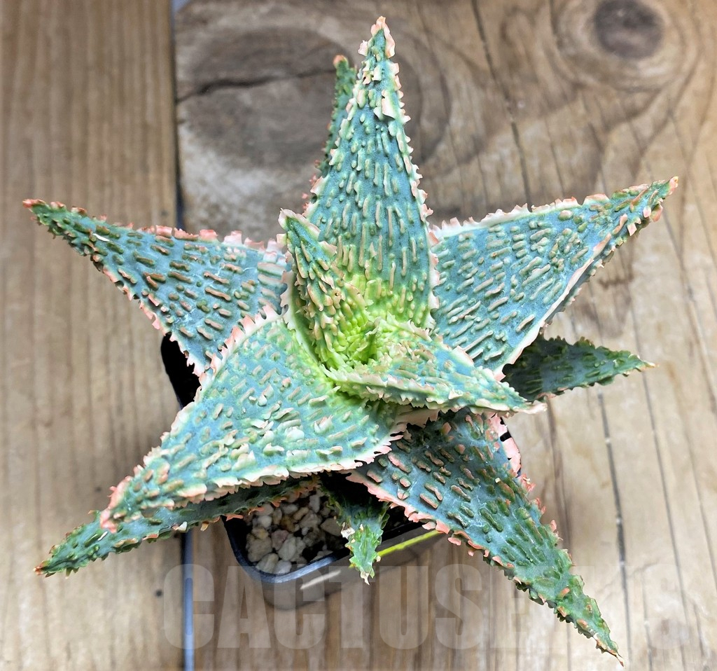 SHPR34653 Aloe TCT hybrid - Image 2