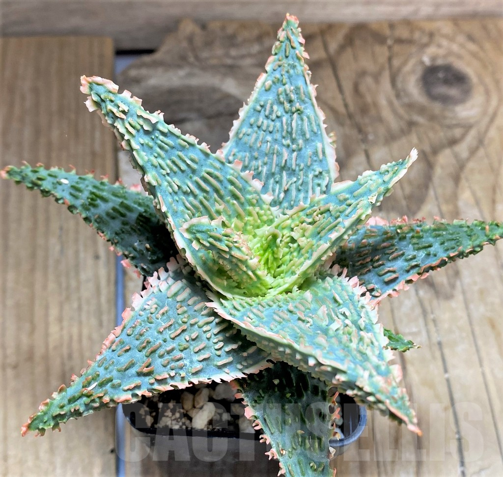 SHPR34653 Aloe TCT hybrid