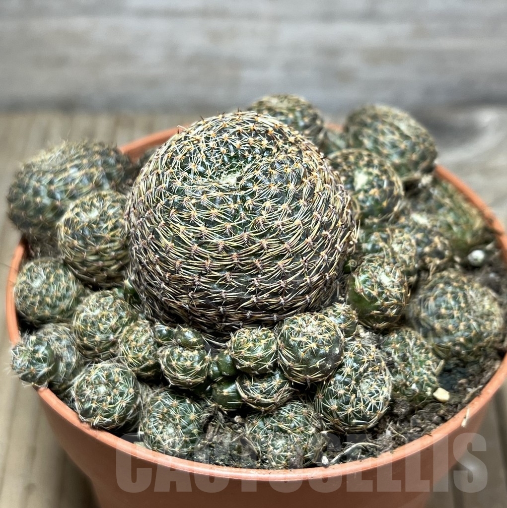 SHPR24255 Rebutia heliosa v. condorensis