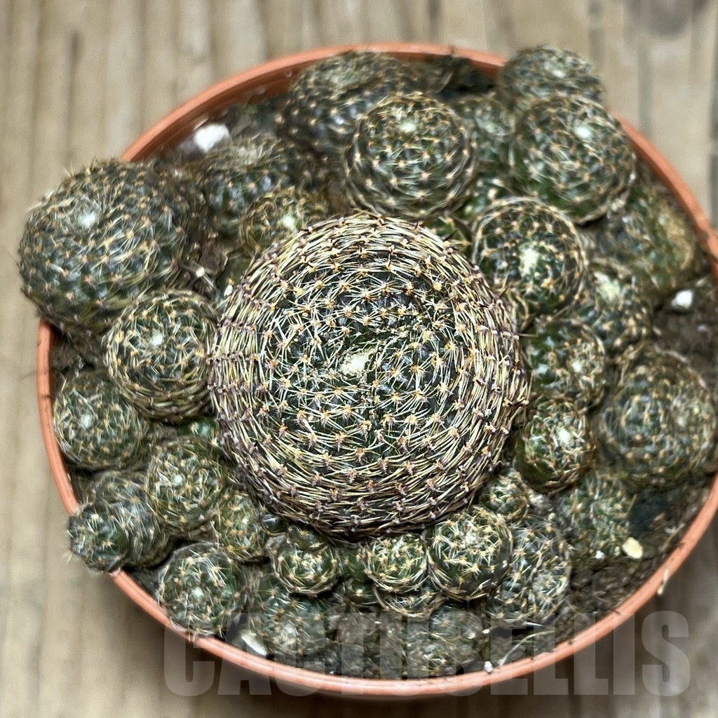 SHPR24255 Rebutia heliosa v. condorensis - Image 2